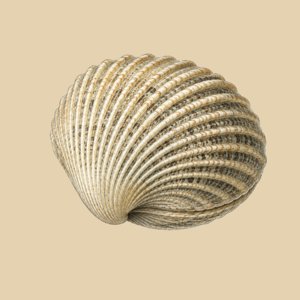 claibornicardia carinata